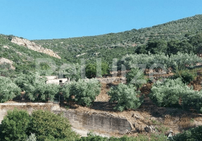 Photo 1,Εξωτερική,ΕΝΟΙΚΊΑΣΗ,Γη,Αγροτεμάχιο,1405τ.μ,€8,000,Βόρεια Κυνουρία